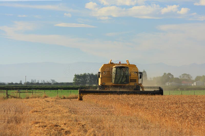 Harvesting wheat on the Canterbury plains stock photo Harvesting wheat on the Canterbury plains stock photo