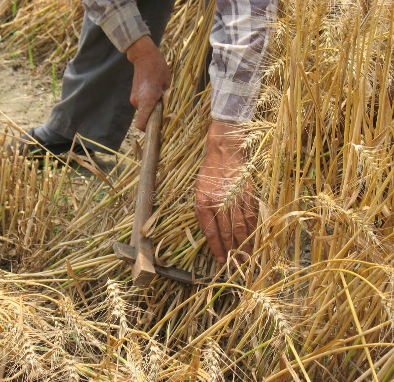 List 94+ Pictures How Is Wheat Harvested By Hand Stunning
