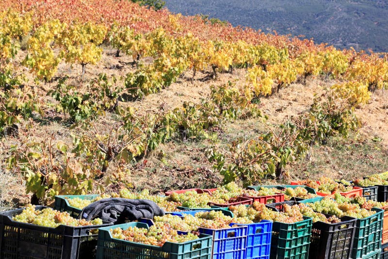 Harvesting White Grapes in the South of Spain Stock Image Image of fruit, grapes 24253819