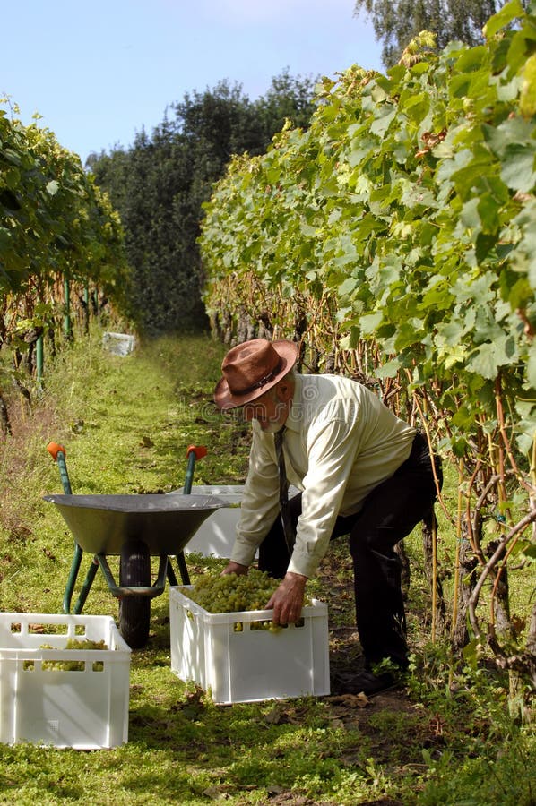 People Harvesting Wine Grapes Stock Photo Image of fine, fines 3128144