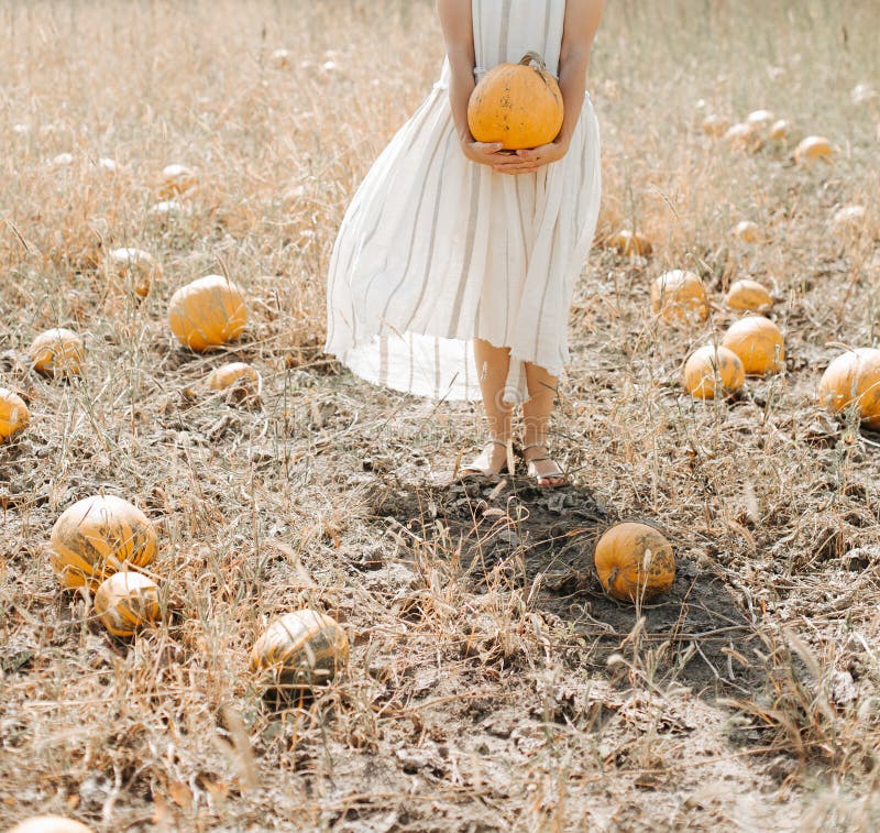 harvesting yellow pumpkins on a plantation woman in the countryside, agriculture, farmland, gourd, seed, organic, soil, season, natural, holiday, october, decoration, garden, healthy, vegetarian, outdoor, field, november, color, fruit, growth, art, festival, graphic, thanksgiving, background, autumn, crop, food, rural, halloween, squash, orange, vegetable, industry, grain. harvesting yellow pumpkins on a plantation woman in the countryside, agriculture, farmland, gourd, seed, organic, soil, season, natural, holiday, october, decoration, garden, healthy, vegetarian, outdoor, field, november, color, fruit, growth, art, festival, graphic, thanksgiving, background, autumn, crop, food, rural, halloween, squash, orange, vegetable, industry, grain