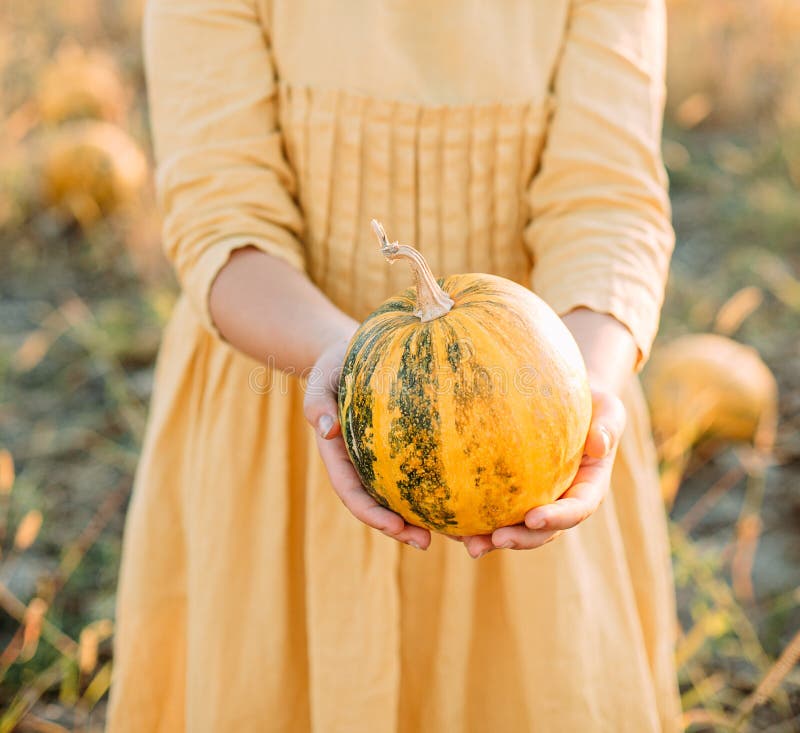 harvesting yellow pumpkins on a plantation woman in the countryside, agriculture, farmland, gourd, seed, organic, soil, season, natural, holiday, october, decoration, garden, healthy, vegetarian, outdoor, field, november, color, fruit, growth, art, festival, graphic, thanksgiving, background, autumn, crop, food, rural, halloween, squash, orange, vegetable, industry, grain. harvesting yellow pumpkins on a plantation woman in the countryside, agriculture, farmland, gourd, seed, organic, soil, season, natural, holiday, october, decoration, garden, healthy, vegetarian, outdoor, field, november, color, fruit, growth, art, festival, graphic, thanksgiving, background, autumn, crop, food, rural, halloween, squash, orange, vegetable, industry, grain