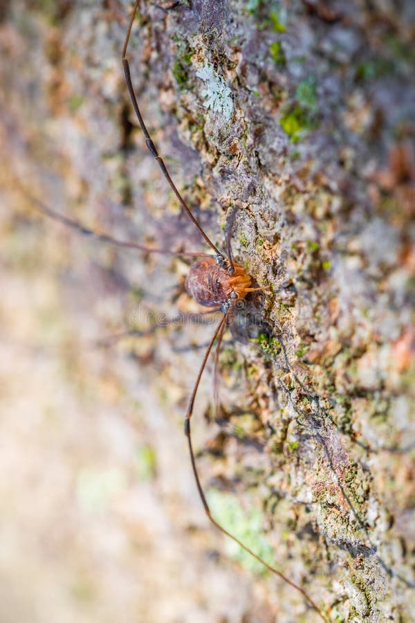 Harvestman stock photography Harvestman stock photography