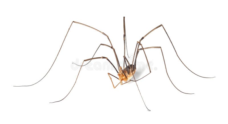 Harvestman isolted on white background