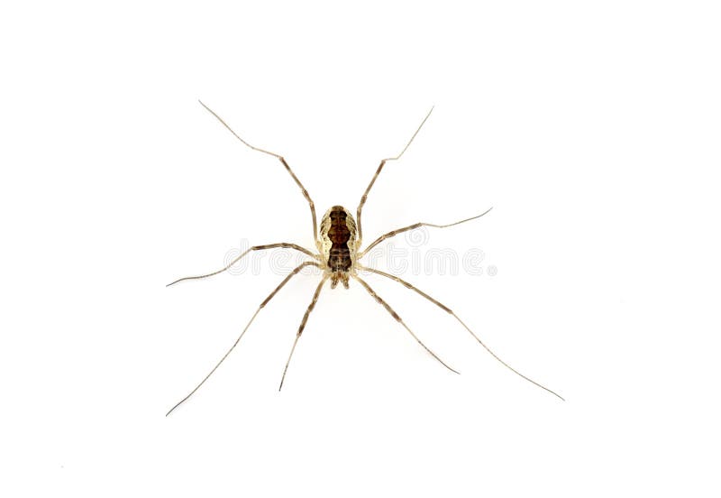 Daddy long legs Stock Vector Images - Alamy