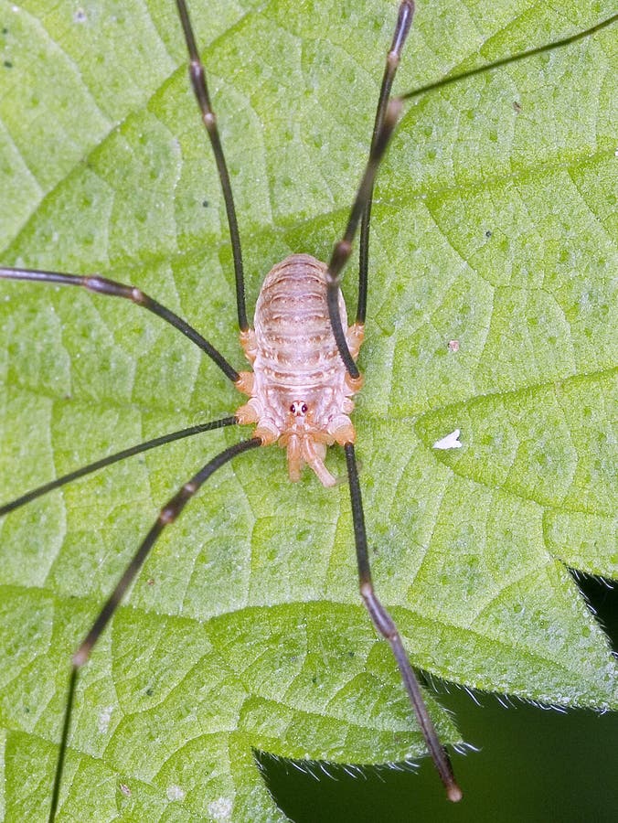 428 Opiliones Spider Stock Photos - Free & Royalty-Free Stock Photos from  Dreamstime