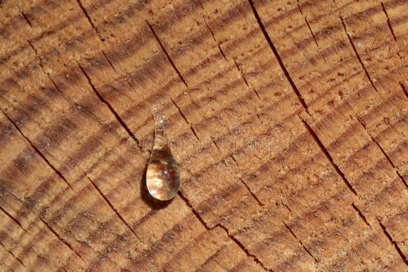 Harz auf Holz stockbild. Bild von stamm, makro, kabel - 22243985