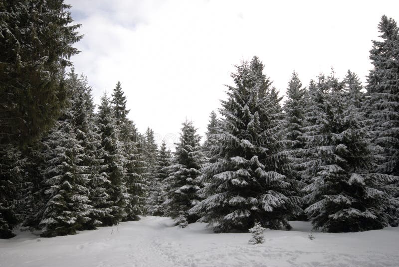 harz χειμώνας στοκ φωτογραφία harz χειμώνας στοκ φωτογραφία