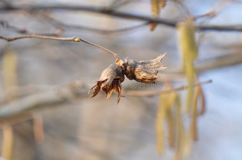 Haselnussbaumdetail im Winter lizenzfreies stockfoto Haselnussbaumdetail im Winter lizenzfreies stockfoto