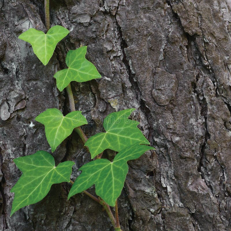 Climbing common Baltic ivy stem, hedera helix L. var. baltica, fresh new young evergreen creeper leaves, large detailed pine tree bark texture background, green wintergreen woody vine leaf macro closeup textured copy space pattern detail. Climbing common Baltic ivy stem, hedera helix L. var. baltica, fresh new young evergreen creeper leaves, large detailed pine tree bark texture background, green wintergreen woody vine leaf macro closeup textured copy space pattern detail