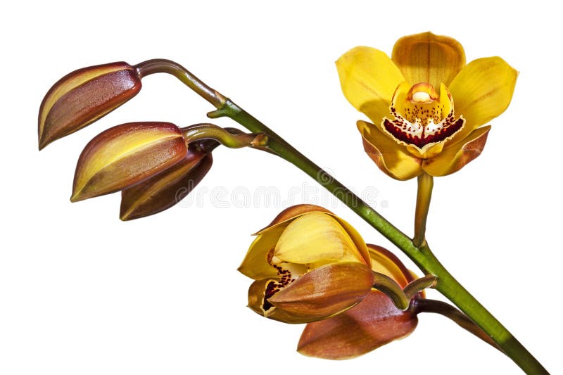 Haste Dos Botões E Das Orquídeas Do Cymbidium Da Metade-abertura Foto de  Stock - Imagem de selvagem, oferta: 74508632