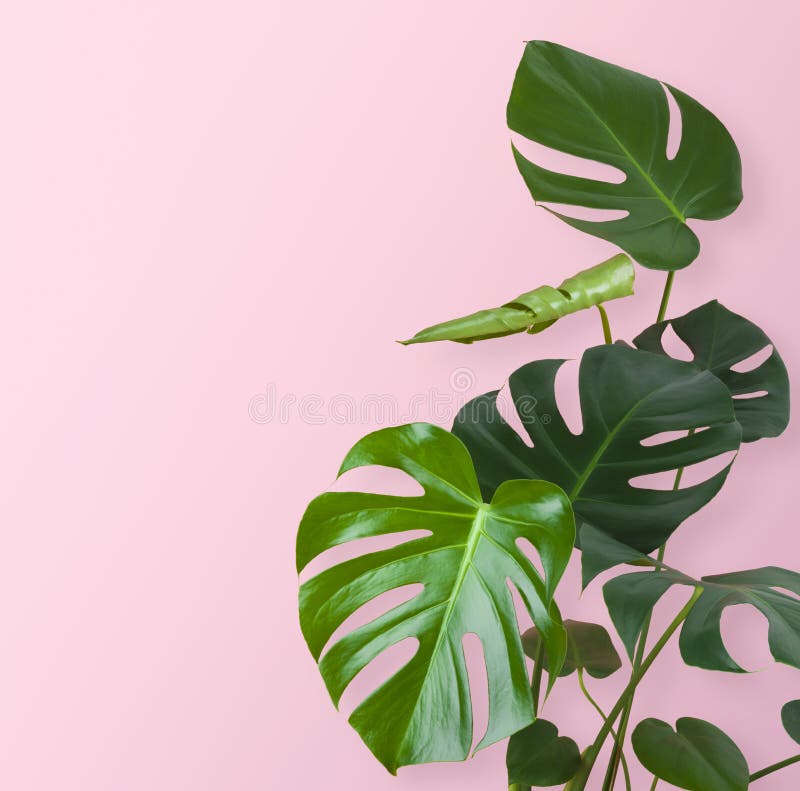 Haste verde e folhas da planta tropical isoladas no fundo cor-de-rosa imagens de stock royalty free Haste verde e folhas da planta tropical isoladas no fundo cor-de-rosa imagens de stock royalty free