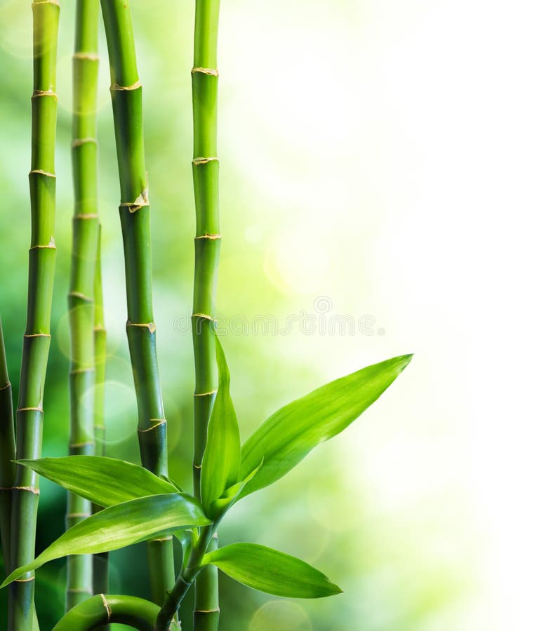 Hastes de bambu e feixe luminoso