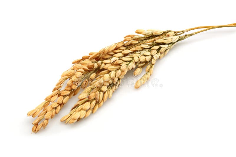 Hastes do arroz imagens de stock Hastes do arroz imagens de stock
