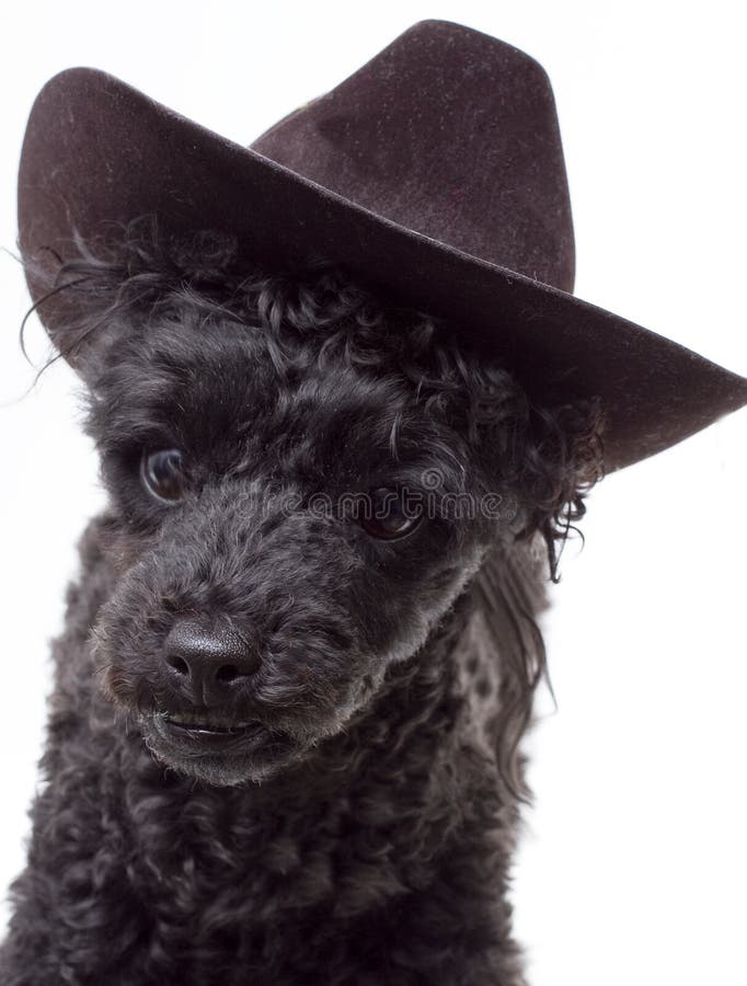 Western dog stock image. Image of adorable, cowboy, canine 20895801