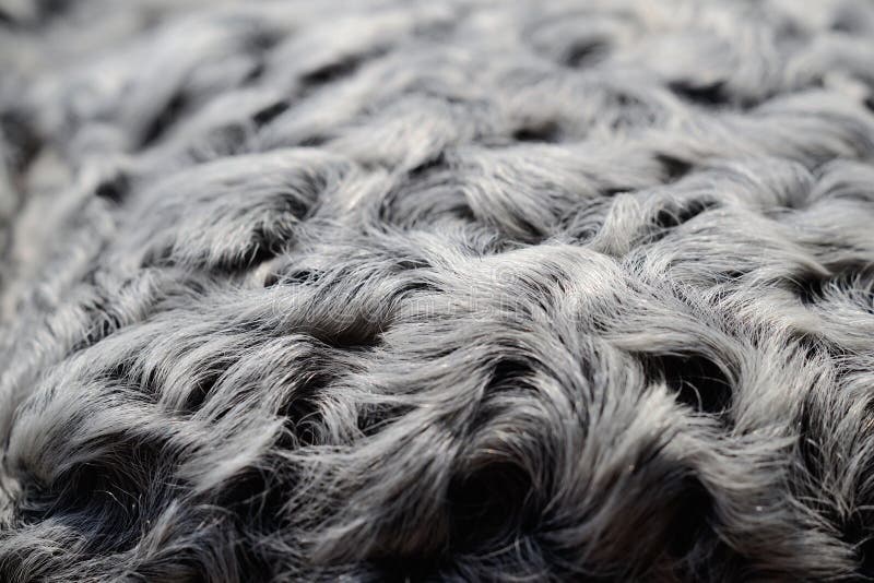 188 Astrakhan Fur Stock Photos - Free & Royalty-Free Stock Photos from Dreamstime 188 Astrakhan Fur Stock Photos - Free & Royalty-Free Stock Photos from Dreamstime