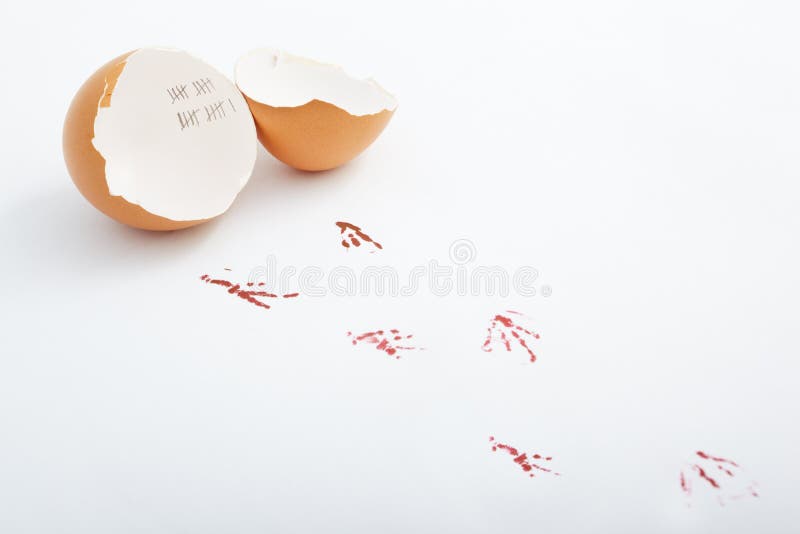 Hatched egg stock image. Image of time, hatched, life 22451079