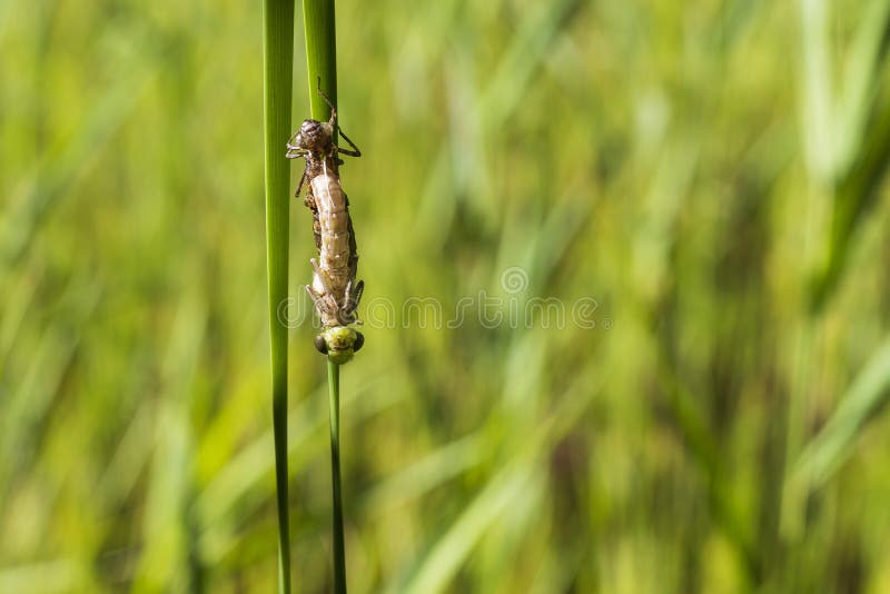 Dragonfly on Stalk of Grass. Stock Photo - Image of background ...