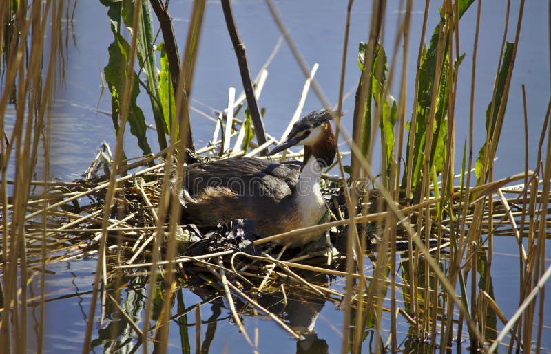 Hatching great crested grebe