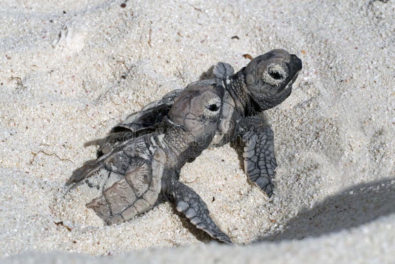 Hatchlings on the beach Bonaire stock photo