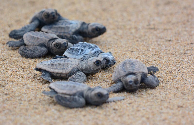 Hatchlings de tortue de mer d'imbécile photos stock Hatchlings de tortue de mer d'imbécile photos stock