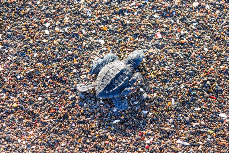 Hatchlings de tortue de mer verte de Ridley sur Playa Ostional, Costa Rica images stock Hatchlings de tortue de mer verte de Ridley sur Playa Ostional, Costa Rica images stock
