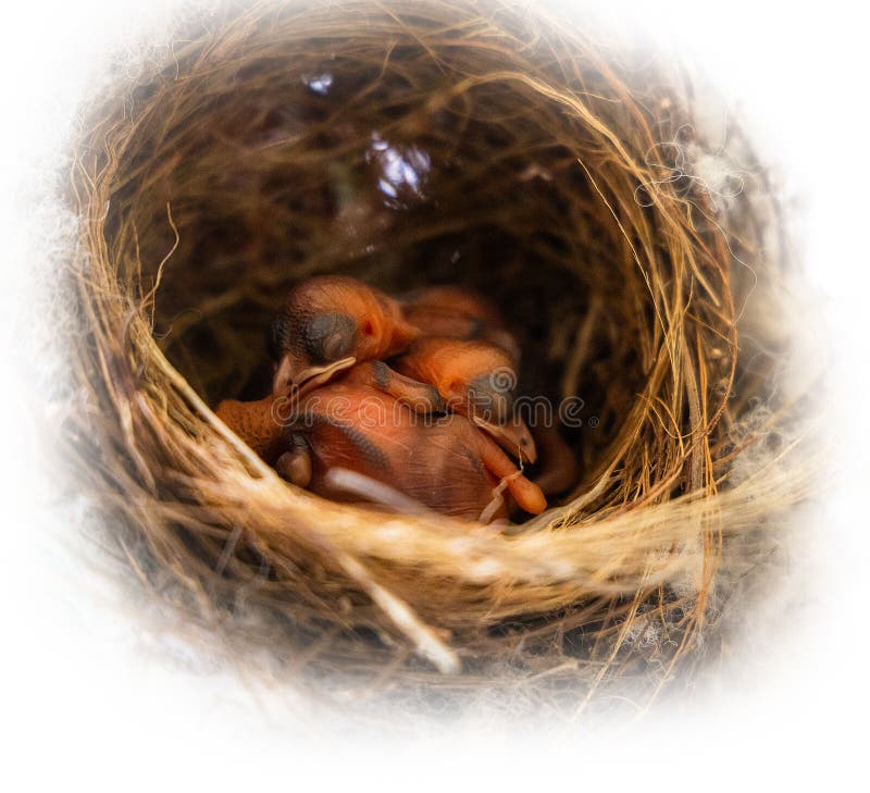 Hatchlings in nest stock images
