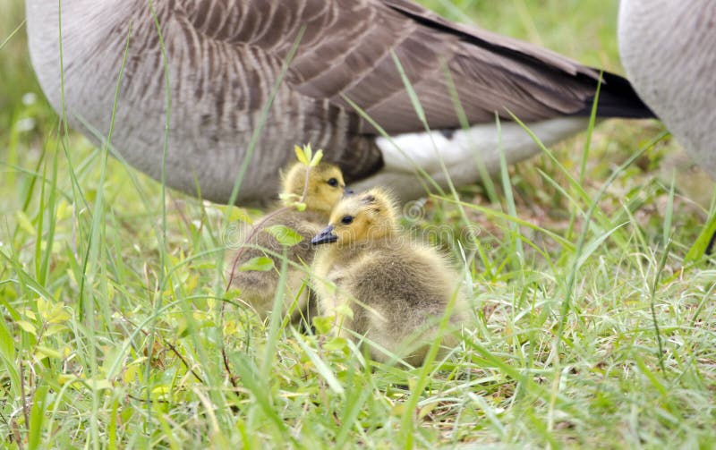 Hatchlings гусыни Канады младенца, Georgia, США стоковое фото rf Hatchlings гусыни Канады младенца, Georgia, США стоковое фото rf