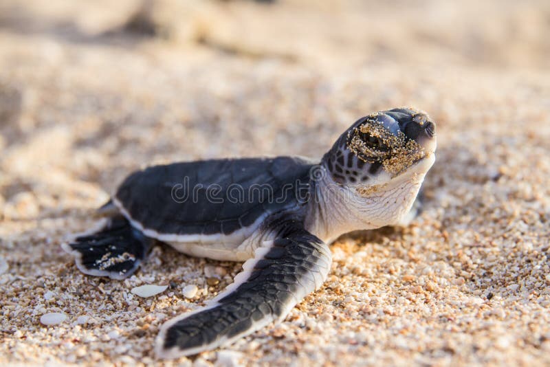 Hatchlings зеленой черепахи стоковые фотографии rf