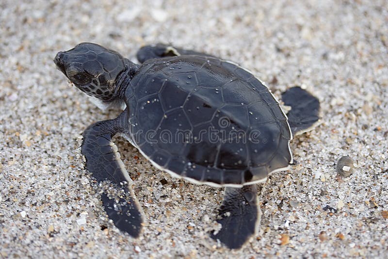 Hatchling Green Sea Turtle Cocoa Beach Florida. Hatchling Green Sea Turtle Cocoa Beach Florida