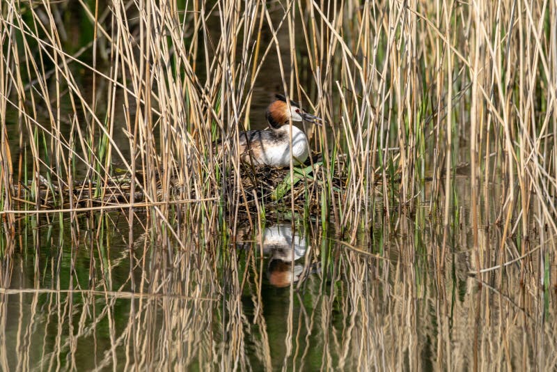 Haubentaucher Podiceps cristatus Ausbrüteneier und Sitzen auf dem Nest versteckt unter Marschlandschilfen lizenzfreie stockbilder Haubentaucher Podiceps cristatus Ausbrüteneier und Sitzen auf dem Nest versteckt unter Marschlandschilfen lizenzfreie stockbilder