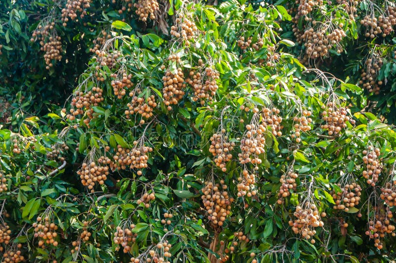 Haufen Longanfrucht hängen am Baum mit Blatthintergrund. Gruppe der frischen Longanfrucht mit grünen Blatt auf Longanbaum stockbild