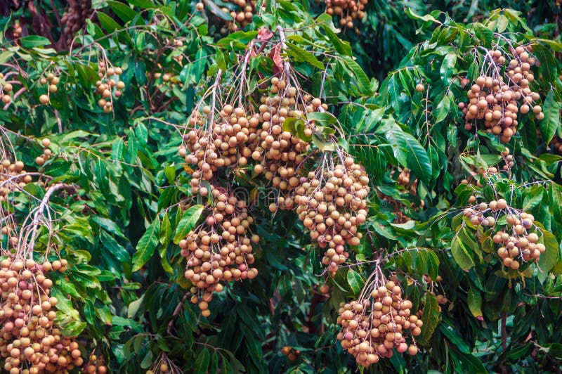 Haufen Longanfrucht hängen am Baum mit Blatthintergrund. Gruppe der frischen Longanfrucht mit grünen Blatt auf Longanbaum lizenzfreies stockbild