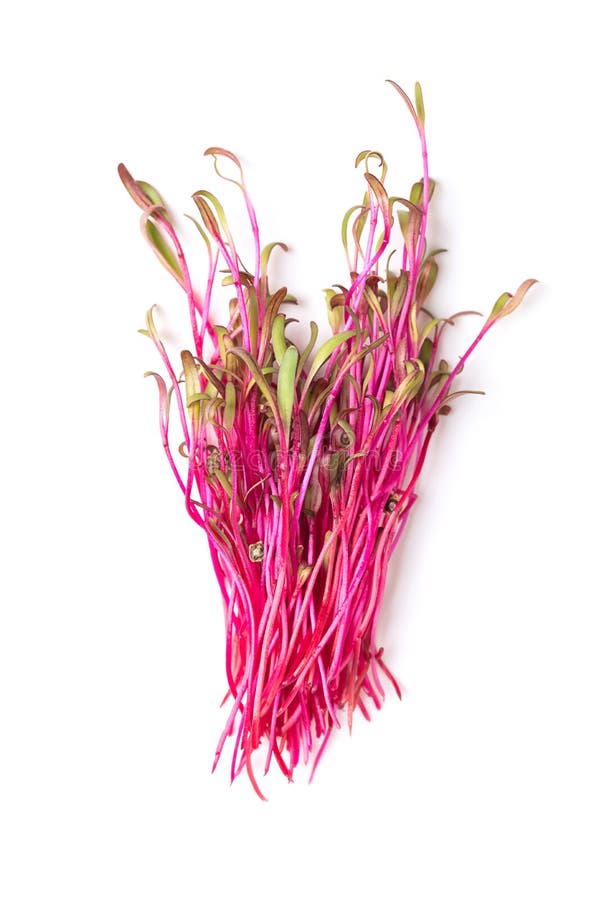 Haufen von Roten Rübenmikrogreens, von oben gesät. Haufen roter Rübenmikrofett von oben. bereit, rohe und intensiv rote Rübenschnitzel zu essen, auch bekannt als Tisch- oder Gartenrübe. Beta-Vulgaris-Kräuterkotyledons.