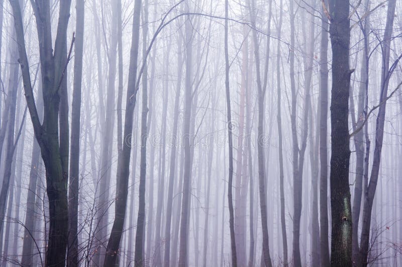 Allarmante foresta pieno da alberi un coperto secondo nebbia tardi autunno.