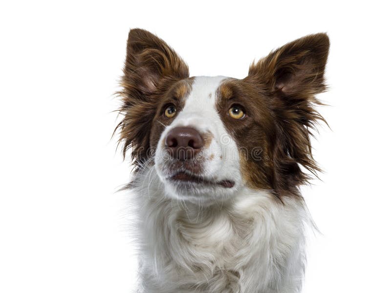 Hauptschuß Border collie auf Weiß lizenzfreies stockfoto Hauptschuß Border collie auf Weiß lizenzfreies stockfoto