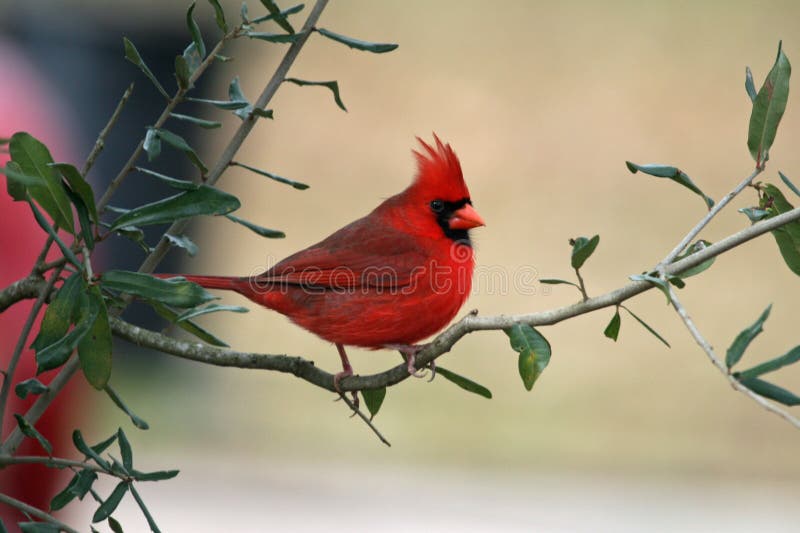 A cardinal perched in a tree. A cardinal perched in a tree