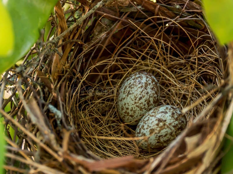 Hauptsächliche Eier in einem Nest lizenzfreies stockbild Hauptsächliche Eier in einem Nest lizenzfreies stockbild