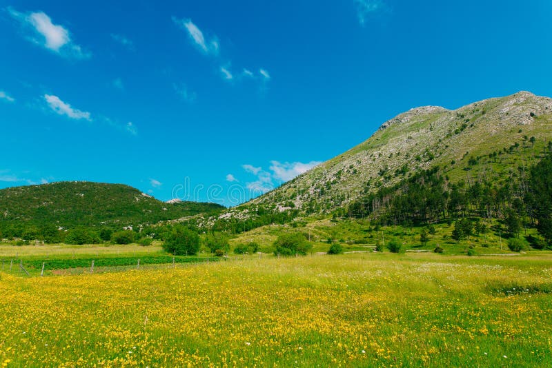 Haus auf einer Wiese mit gelben Blumen Das Dorf Njegusi in MO stockfotos Haus auf einer Wiese mit gelben Blumen Das Dorf Njegusi in MO stockfotos