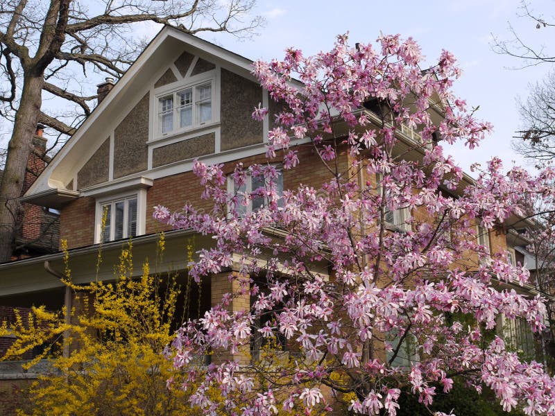 Haus mit Magnolie stockfoto. Bild von portal, frühling 19634622