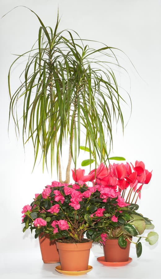 Haus pflanzt Gruppe (Azalee, Dracaena, Cyclamen) stockfotos Haus pflanzt Gruppe (Azalee, Dracaena, Cyclamen) stockfotos