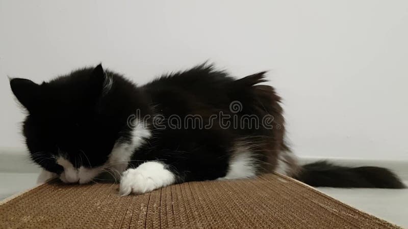 Hausgefluffy Katzenkatze streichelt seinen Lieblings-Kratzerspielzeug mit dem Geruch von Valerian und Catnip Das Tier leckt