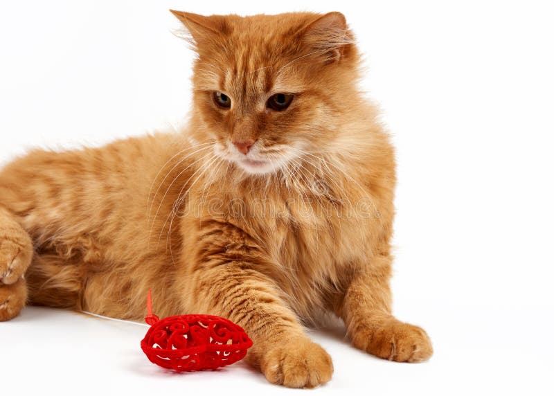 Hauskatze des Sicherheitsgurts Ingwers liegt auf einem weißen Hintergrund, in der Nähe von einem roten Zentrum stockfoto