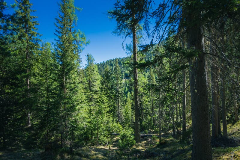 Hausse en parc national suisse près de zernez en été. La hausse en parc national suisse près de zernez en Suisse peut dedans