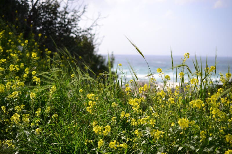 Hausse à Stella Maris à Haïfa au printemps, en Israël - chemin fleuri et chapelle sainte de famille sur le mont Carmel photo libre de droits Hausse à Stella Maris à Haïfa au printemps, en Israël - chemin fleuri et chapelle sainte de famille sur le mont Carmel photo libre de droits