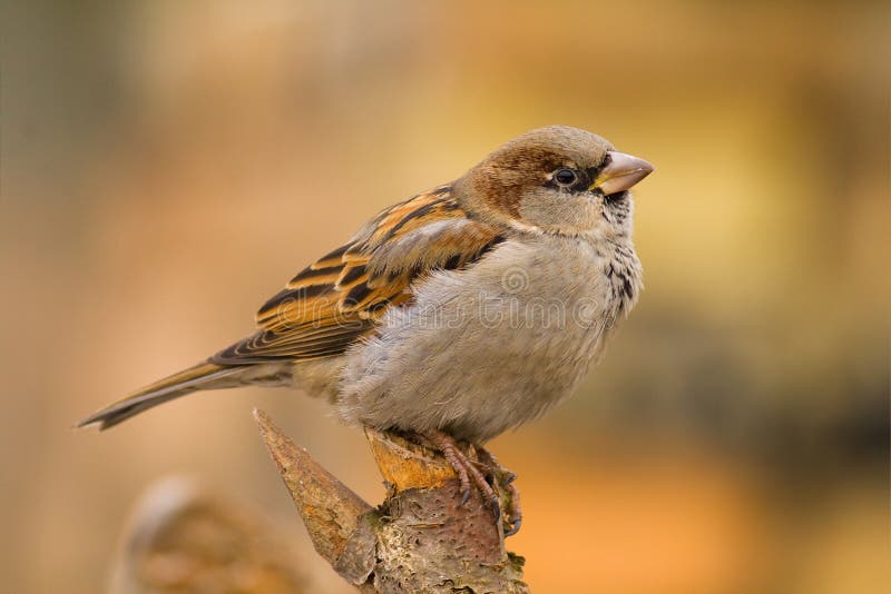 Hausspatz auf einem Steuerknüppel stockfotos Hausspatz auf einem Steuerknüppel stockfotos