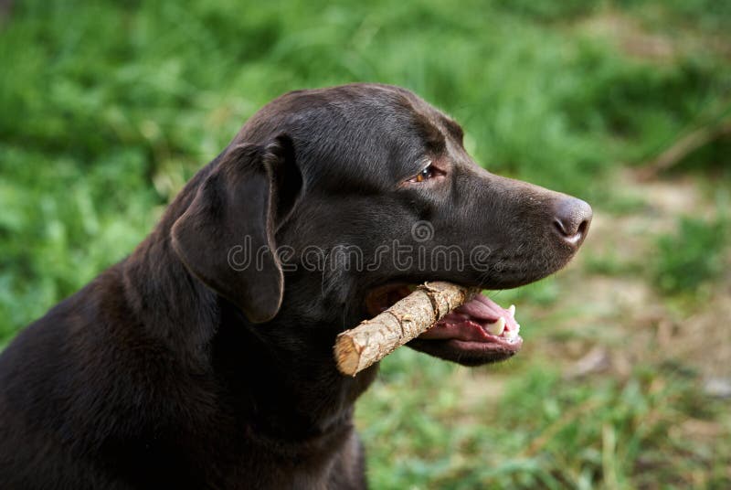 Haustiere, Tiere, ein Hund, ein Labrador im Hinterhof stockfoto Haustiere, Tiere, ein Hund, ein Labrador im Hinterhof stockfoto