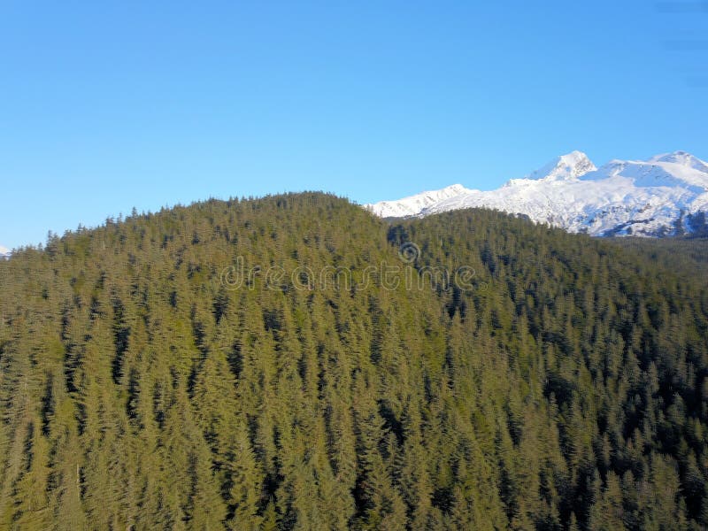 Haut au-dessus des arbres en Alaska photo libre de droits Haut au-dessus des arbres en Alaska photo libre de droits