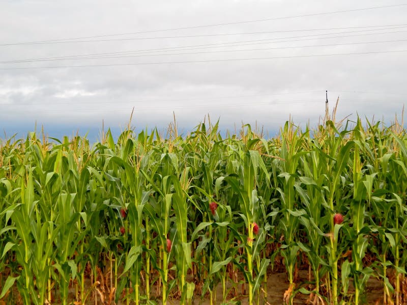 The field planted with corn gave rise to shoots, which unanimously rushed to the sky. A crop popular in Ukraine has not yet ripened, its leaves are green and the cobs are not ripe. The field planted with corn gave rise to shoots, which unanimously rushed to the sky. A crop popular in Ukraine has not yet ripened, its leaves are green and the cobs are not ripe.