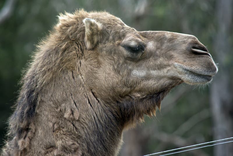 Haut proche de chameau photo stock